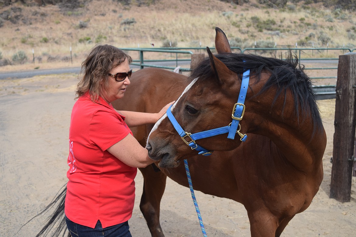 Handy with horses Benefits of equine massage detailed at seminar Columbia Basin Herald